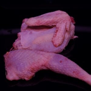 GALLINA