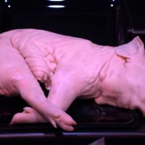 COCHINILLO FRESCO